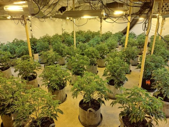 Two arrested and £410,000 worth of cannabis plants seized as police ...